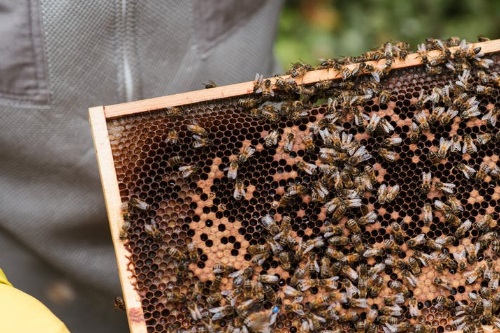 Insektenstich