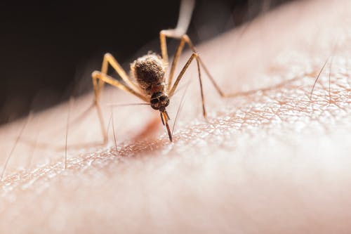 Insektenstich